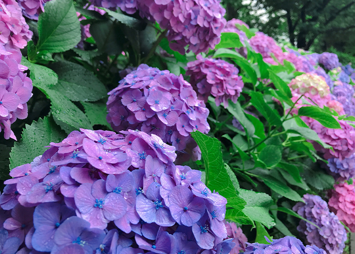 紫陽花ネイルを提案したくなる3つの理由