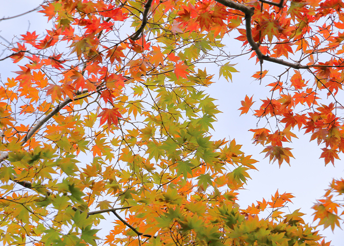 秋らしさを引き出す紅葉ネイルの提案ポイント