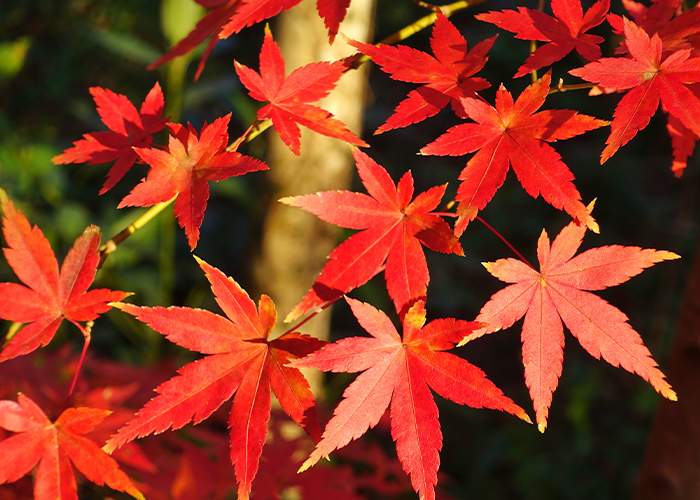 紅葉カラーが映える♪ベース&配置のニュアンス提案