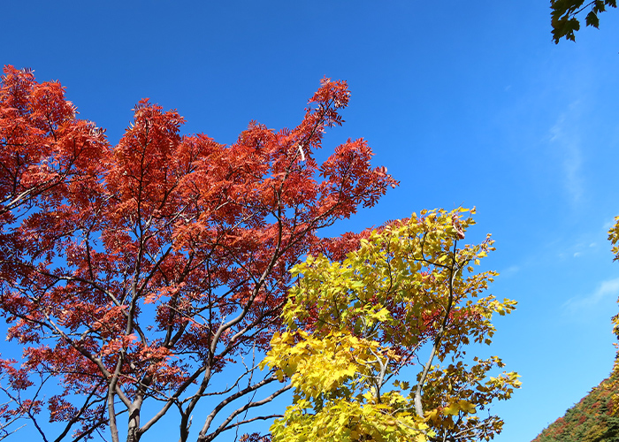 サロンワークに活かす紅葉ネイルデザイン5選