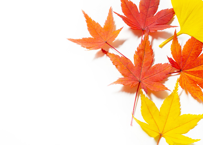 紅葉カラーで魅せる♪季節感と上品さの配色術