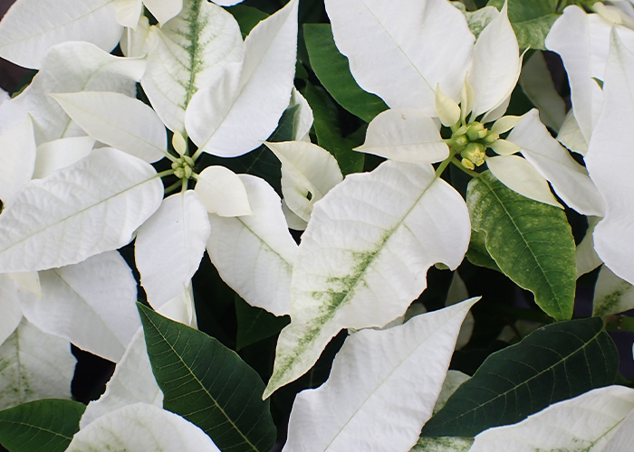 クリスマスネイルに◎サロンワーク向け大人シンプルデザイン5選