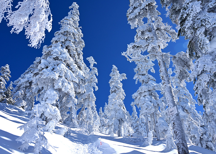 雪ネイルを美しく仕上げる◎基本ポイント