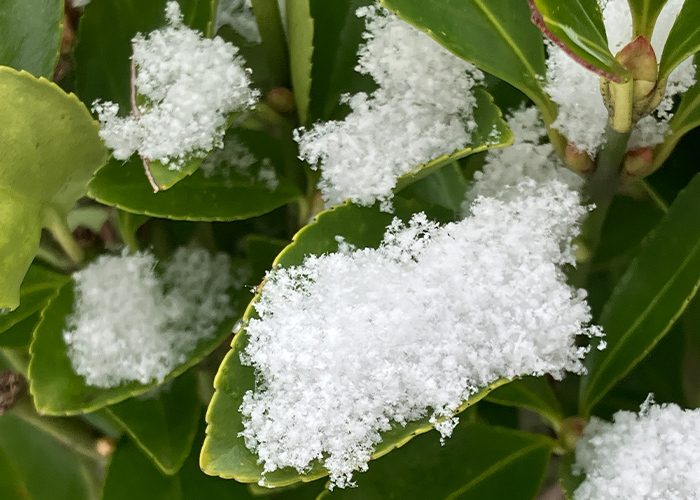控えめな華やかさが魅力♪ シンプル雪ネイル5選