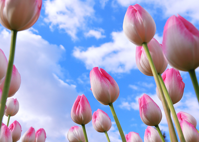 提案しやすいチューリップネイルにするための3要素