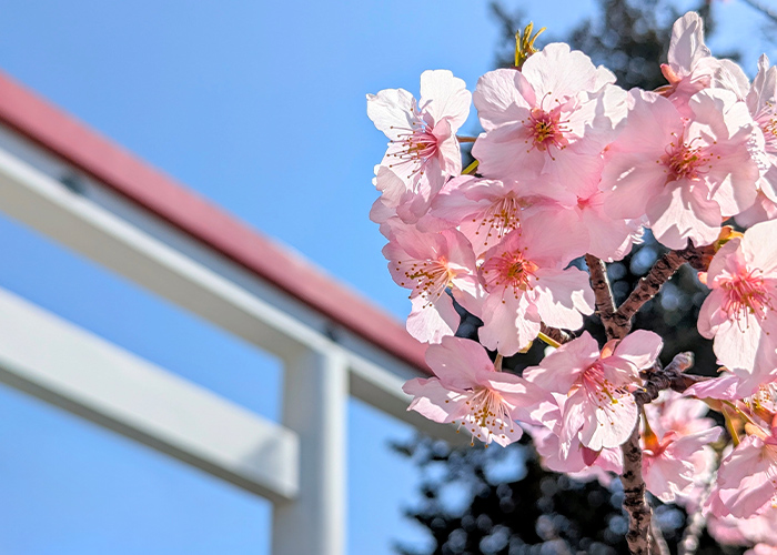 卒業式ネイル、どう判断する？ネイリストが押さえたい3つの基準