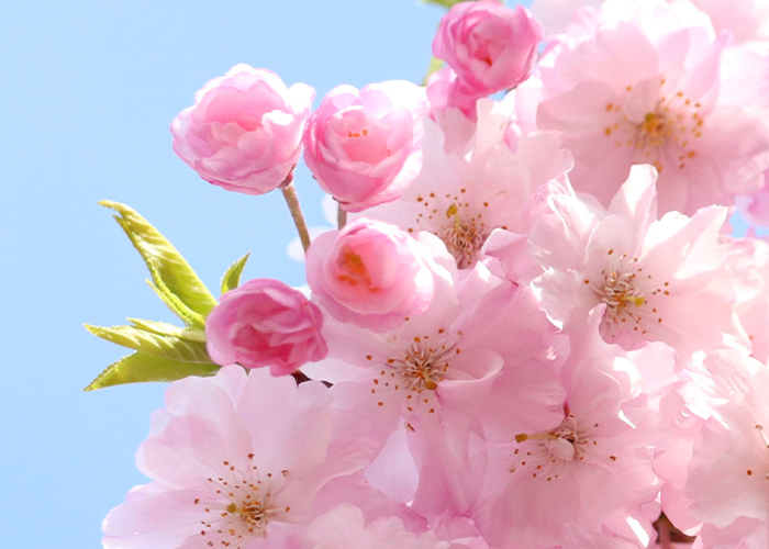 オフィスにも◎シンプル派におすすめの入学式ネイル7選