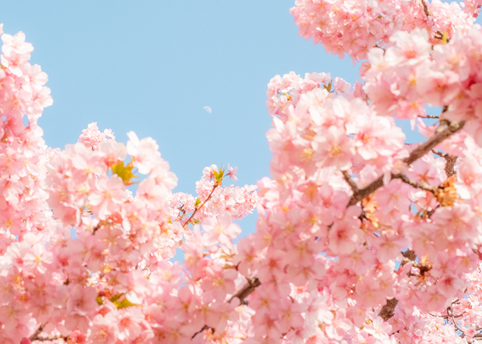 4月ネイルはどう組み立てる?春らしさと今っぽさを両立する考え方♡