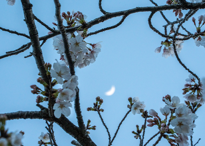 サロンワークに取り入れたい◎4月ネイルデザイン15選