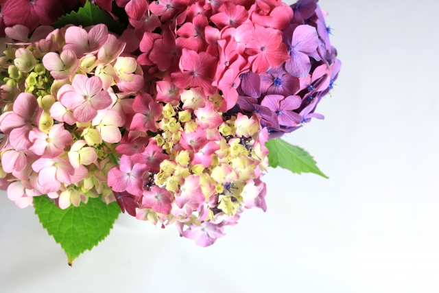 きちんと感も残せる☆シンプルな紫陽花ネイル5選♪