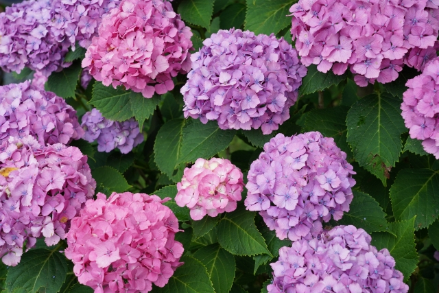 梅雨の手元にどう映す?紫陽花ネイルらしさが伝わる色と質感☆