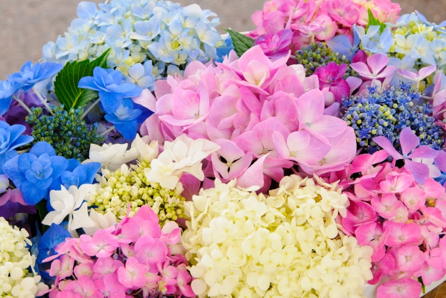 パープル・ブルー・ピンク♪紫陽花ネイルらしく見える色の広がり