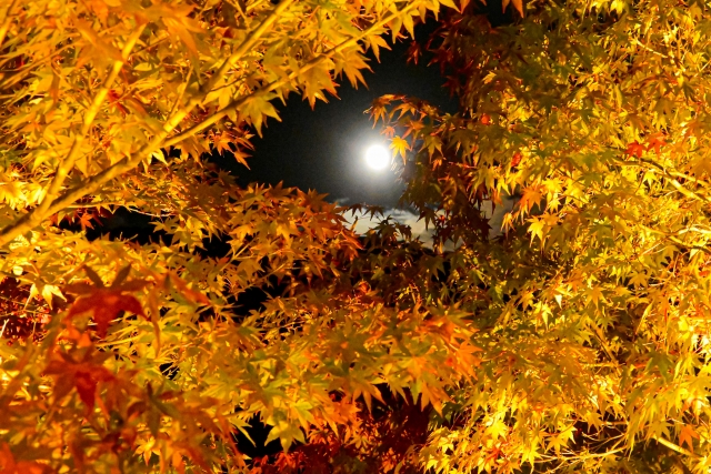 晩秋と冬のムードをつなぐ♡11月ネイルデザイン15選